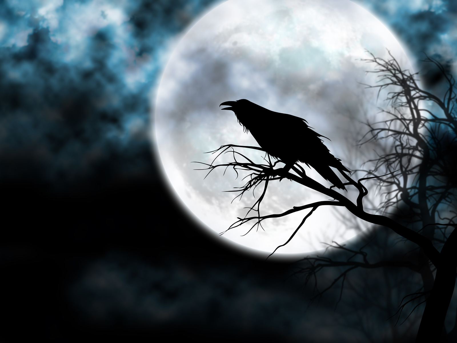 Raven at the night sky